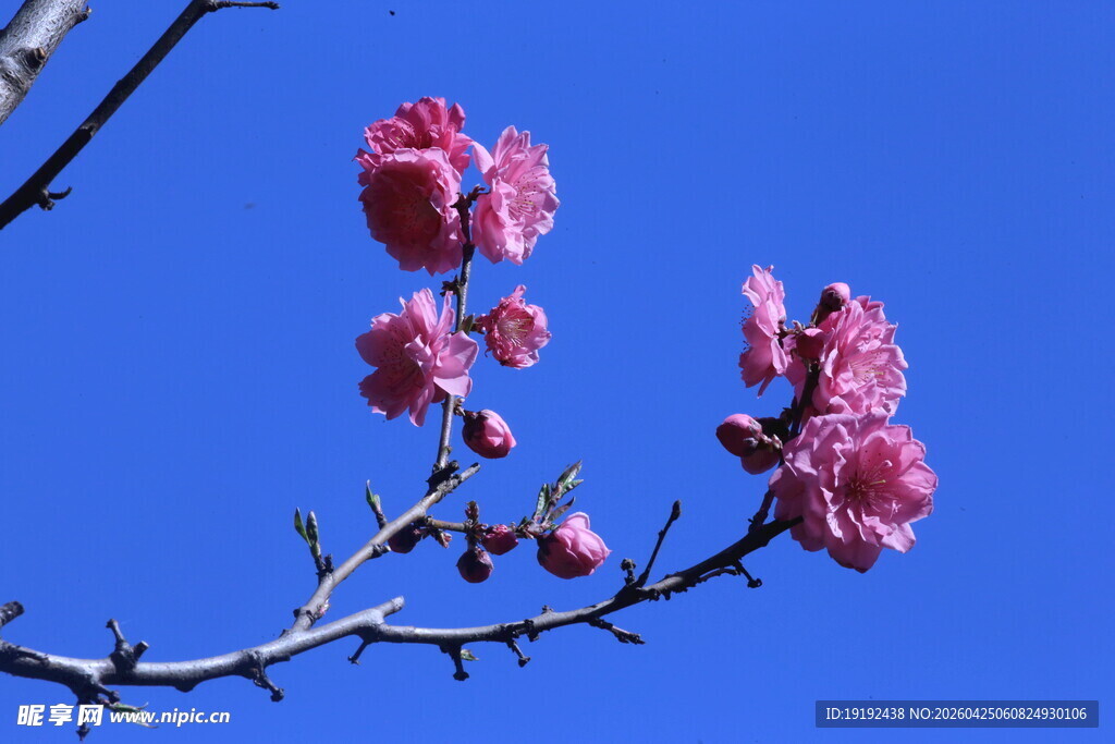 碧桃花  
