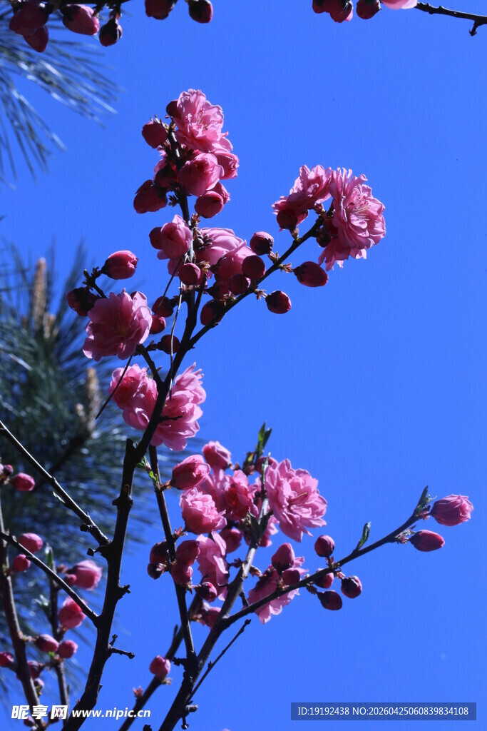 碧桃花 