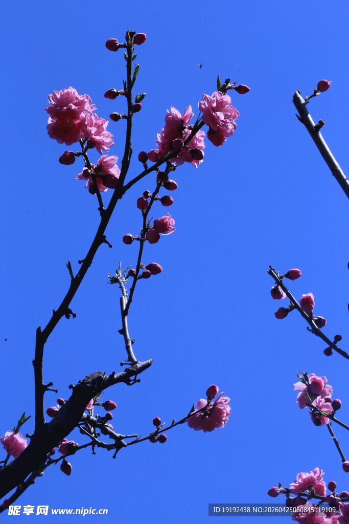 碧桃花  