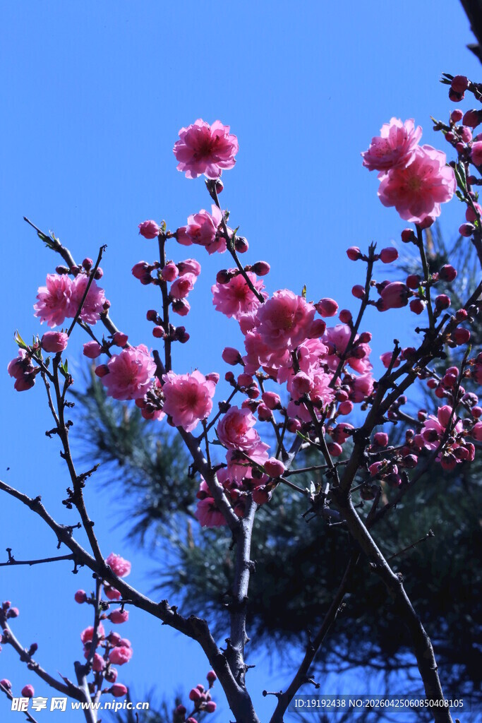 碧桃花  