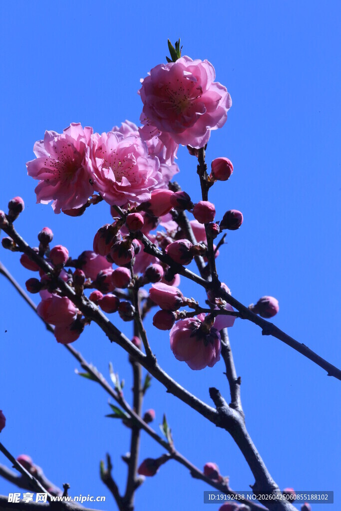 碧桃花  