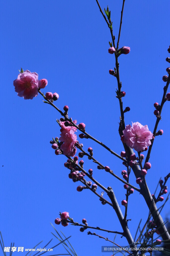 碧桃花 