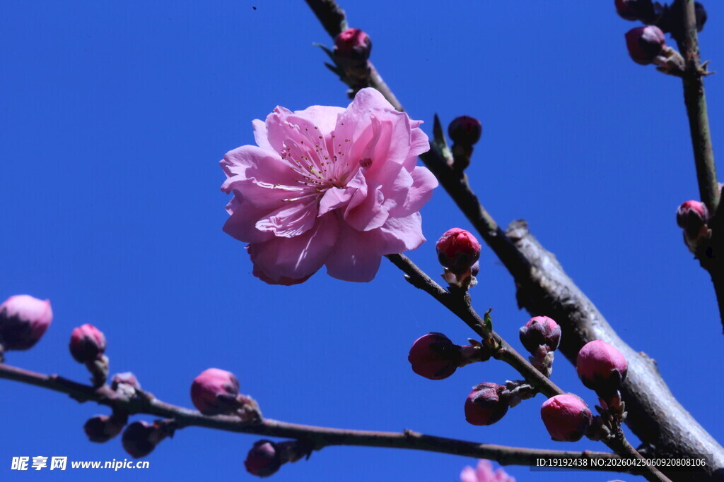 碧桃花  