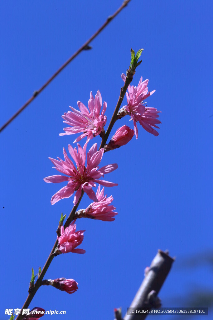 菊花桃  