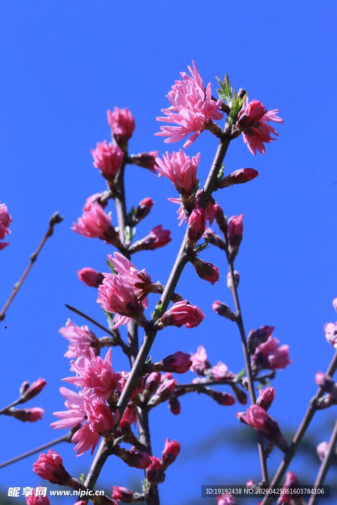 菊花桃  