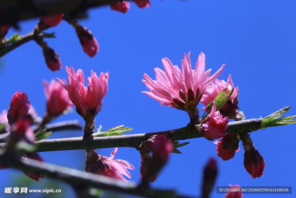 菊花桃 