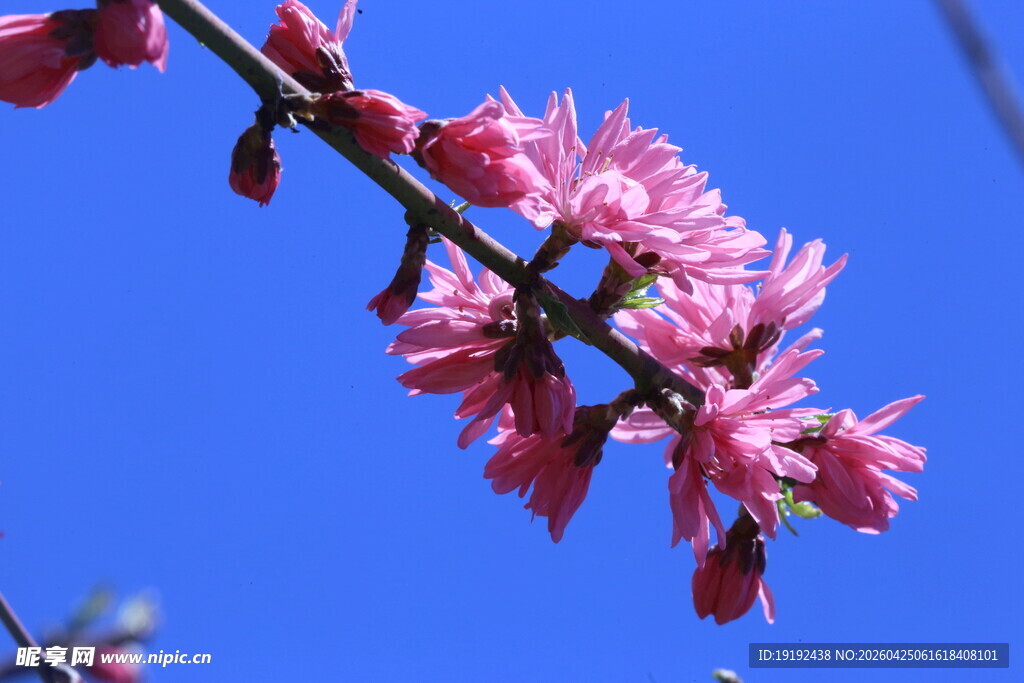 菊花桃  