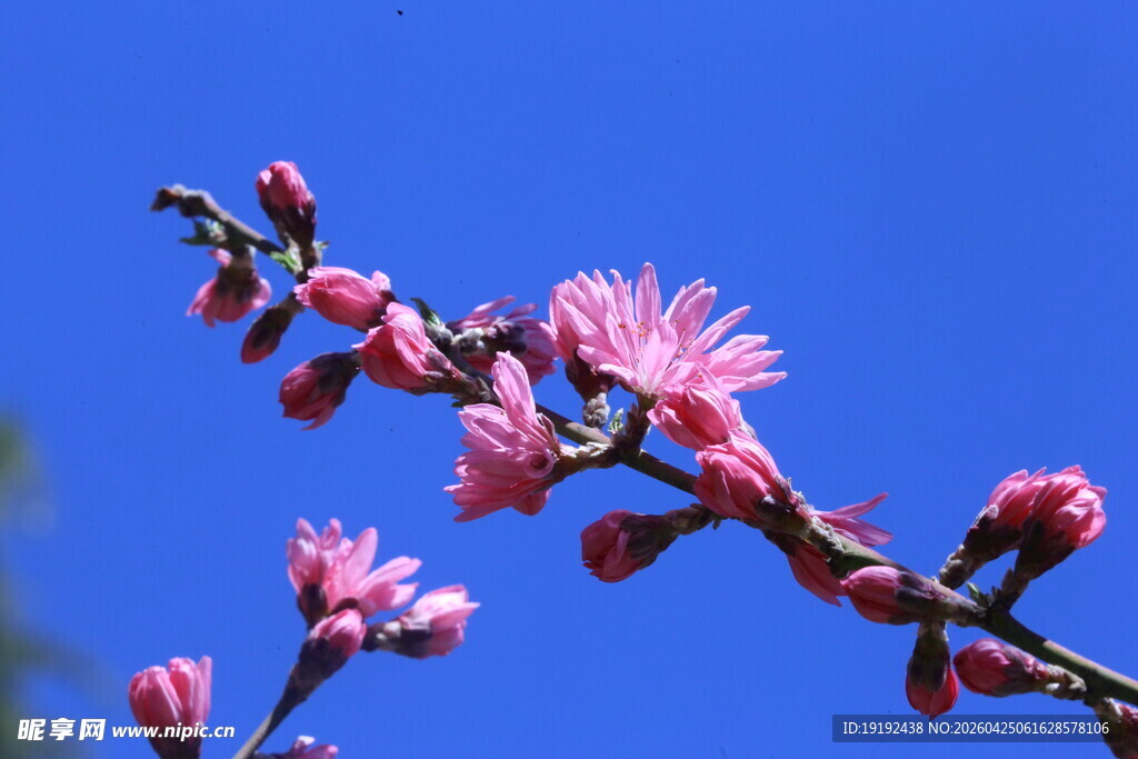 菊花桃 