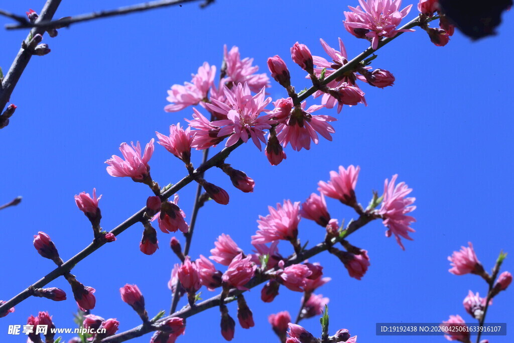 菊花桃  