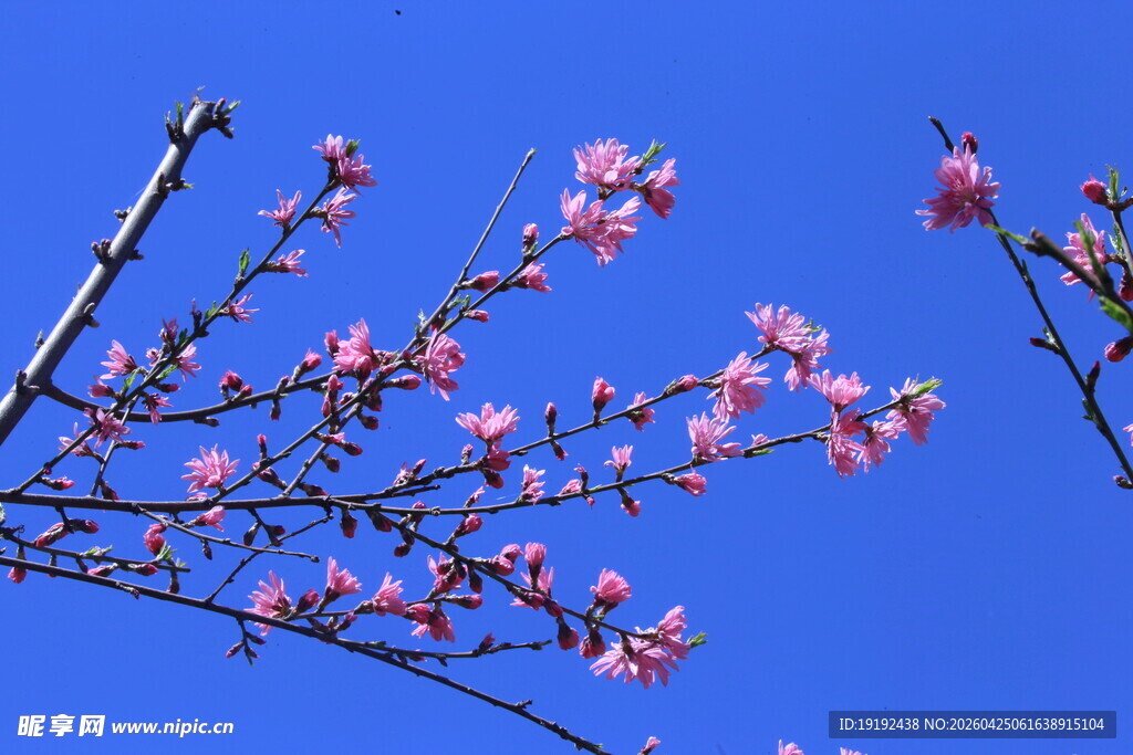 菊花桃  