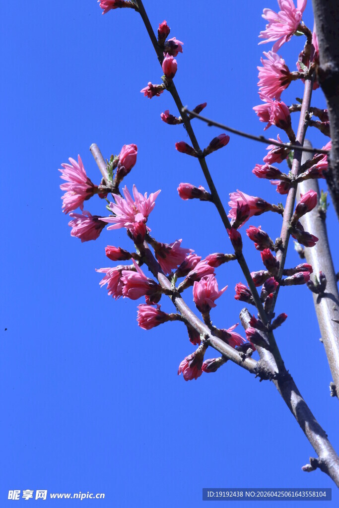 菊花桃  