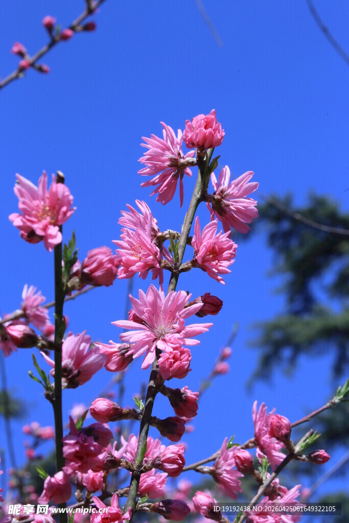 菊花桃  