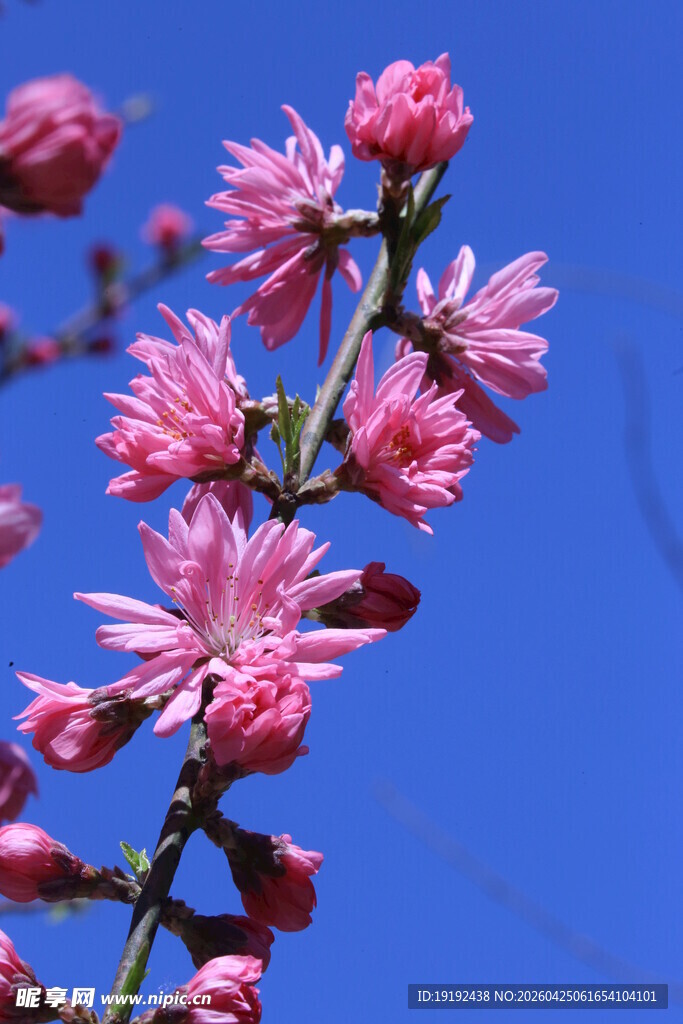 菊花桃 
