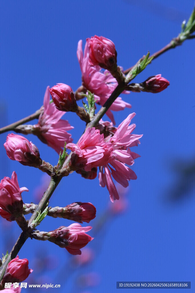 菊花桃  