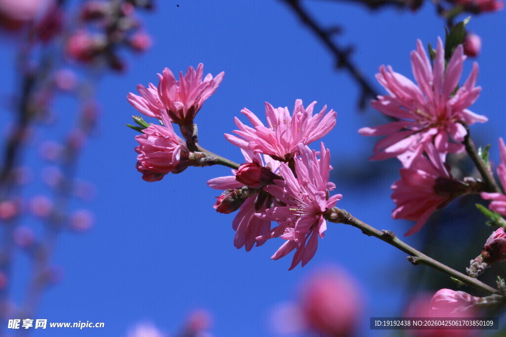 菊花桃  