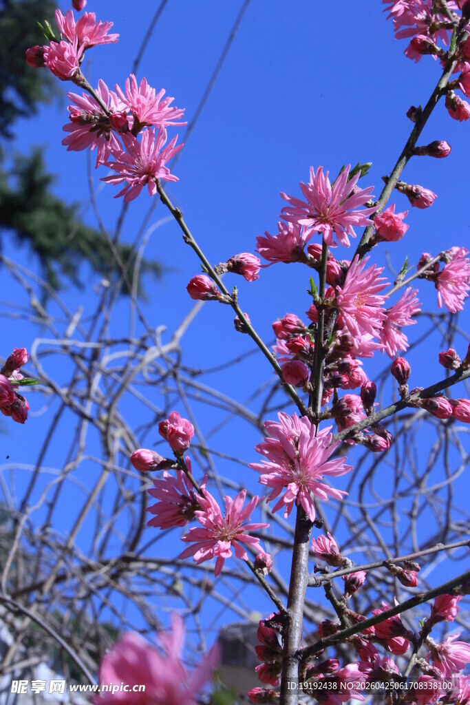 菊花桃  