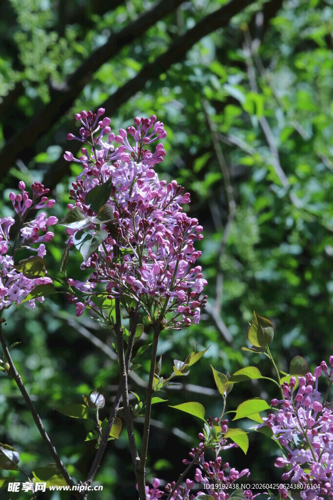丁香  