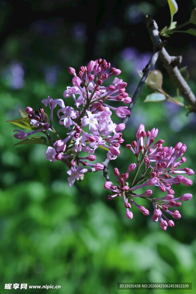 丁香  