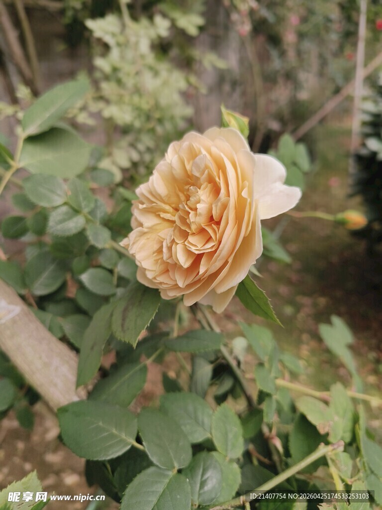蔷薇