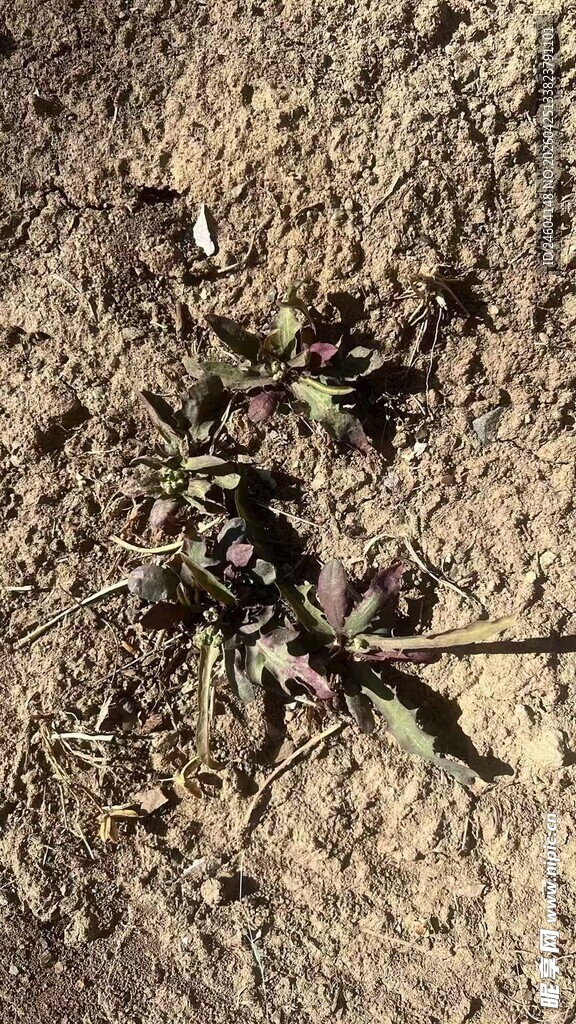 地面上的干枯植物残枝