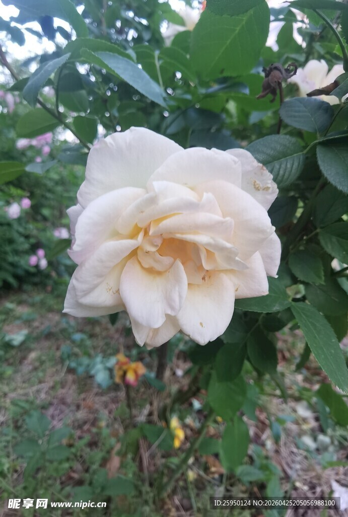 白色绽放的艳丽月季花