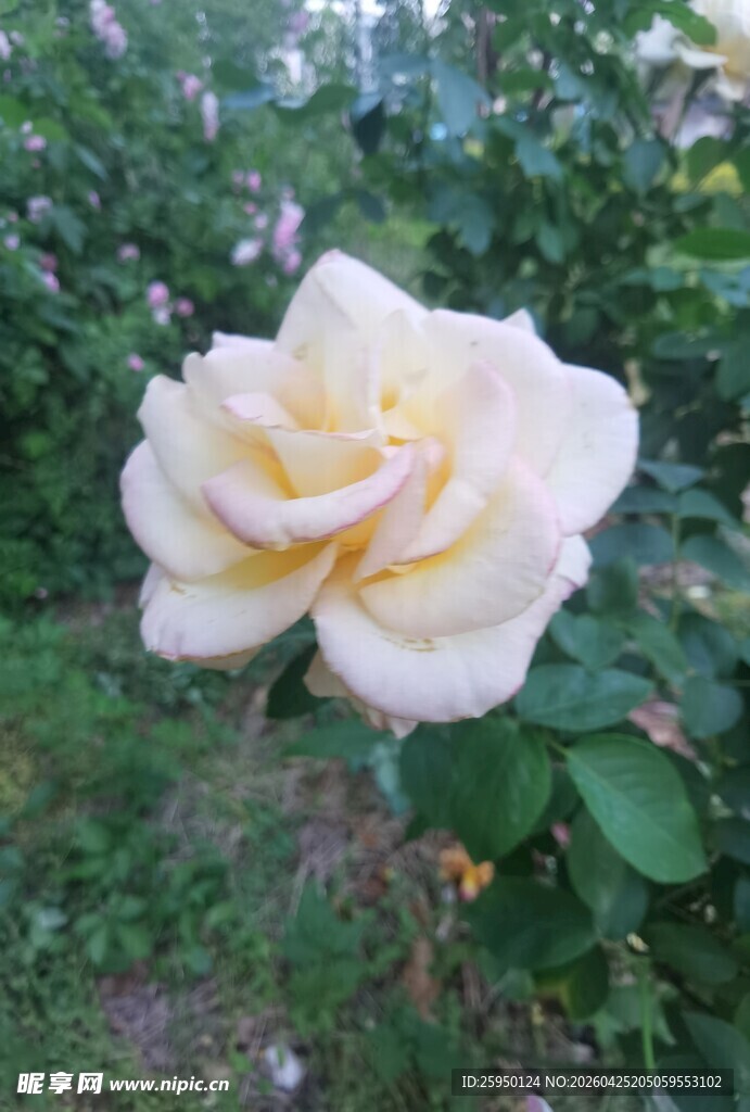 黄白色月季花特写