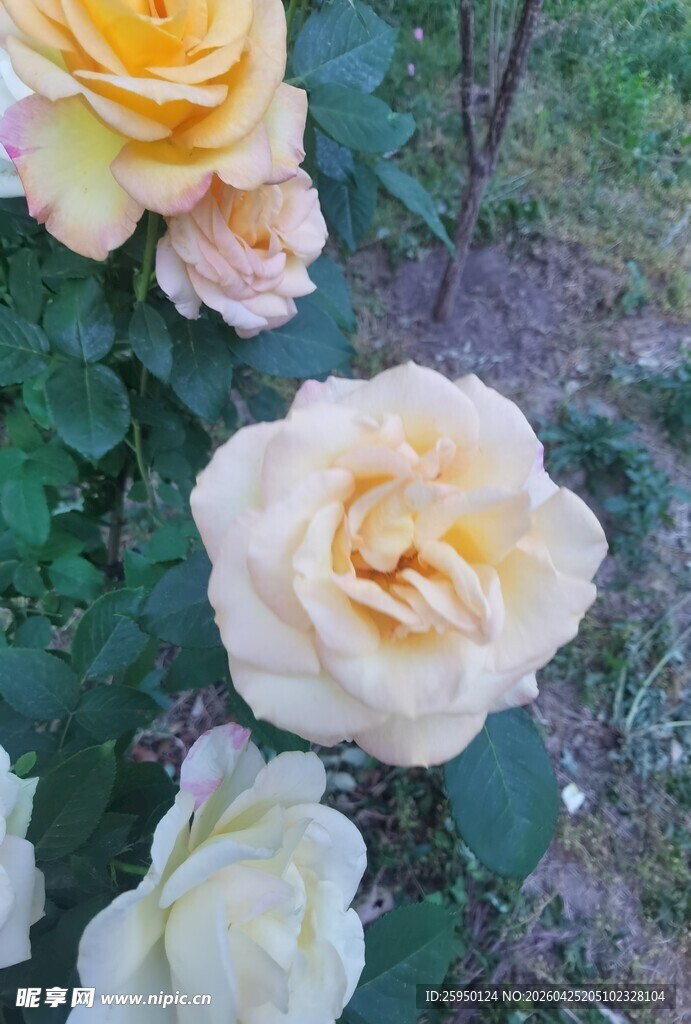 娇艳绽放的淡黄月季花