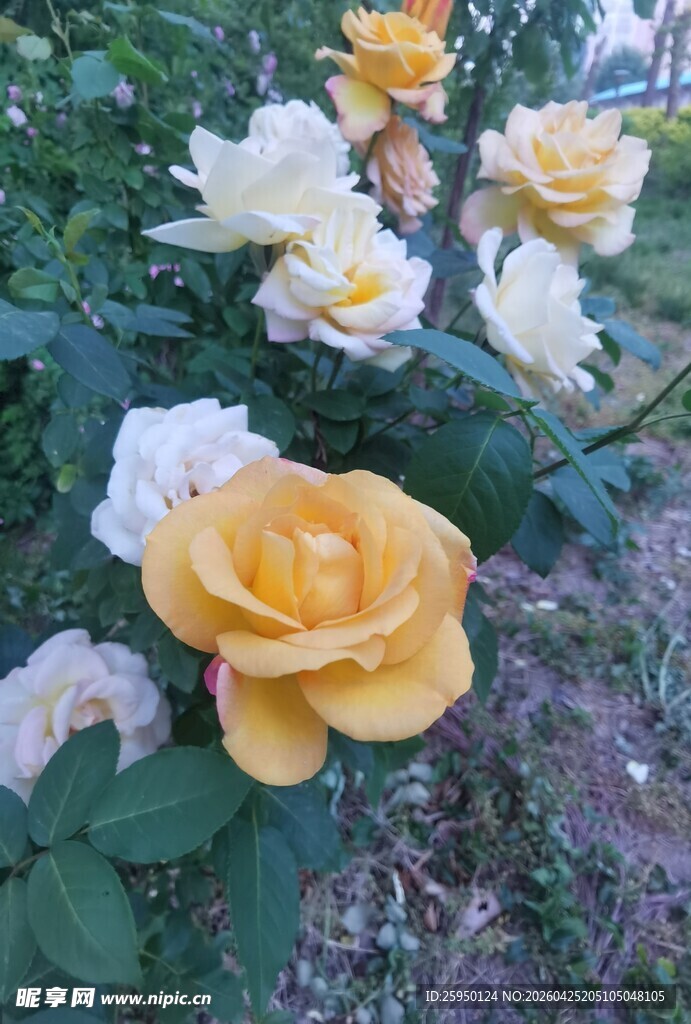 黄白月季花绽放美景