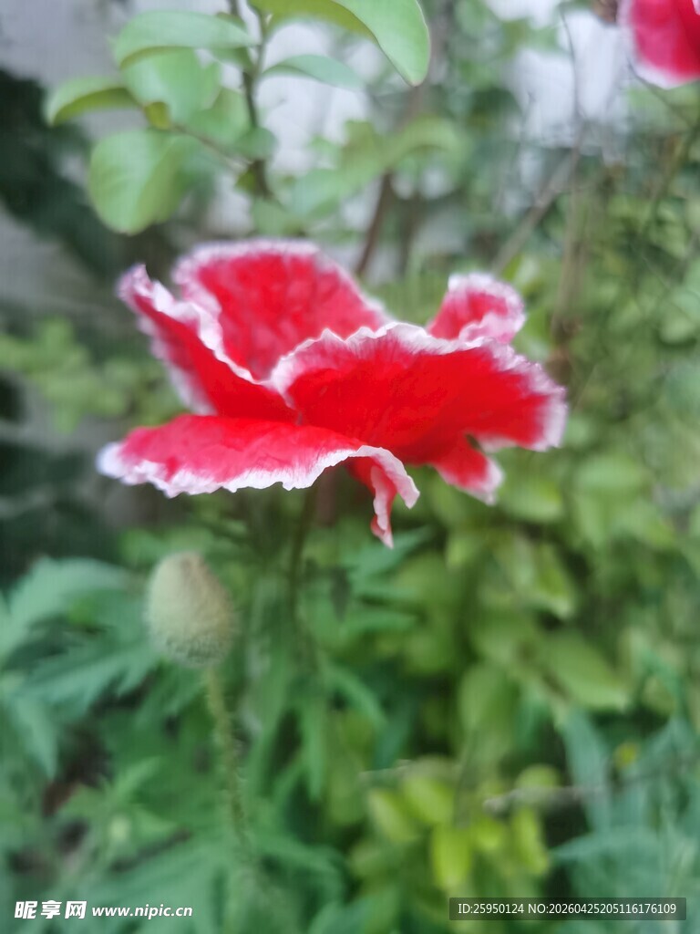 娇艳红花绽放绿叶间