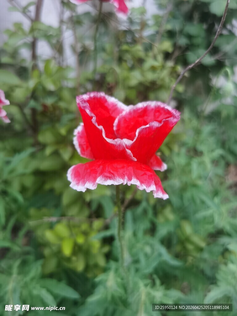 娇艳红白相间花朵