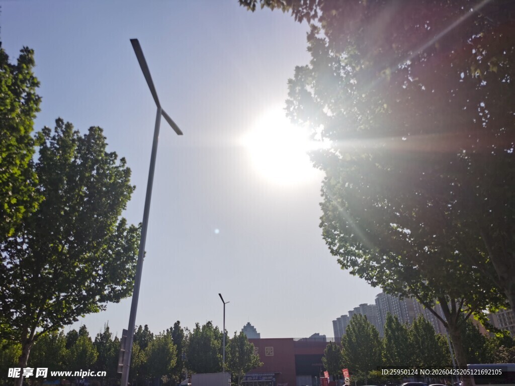 阳光下的路灯与绿树