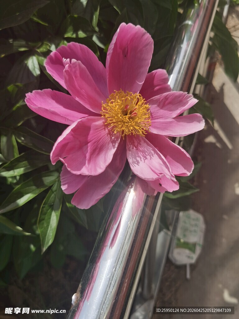 娇艳粉色花朵特写