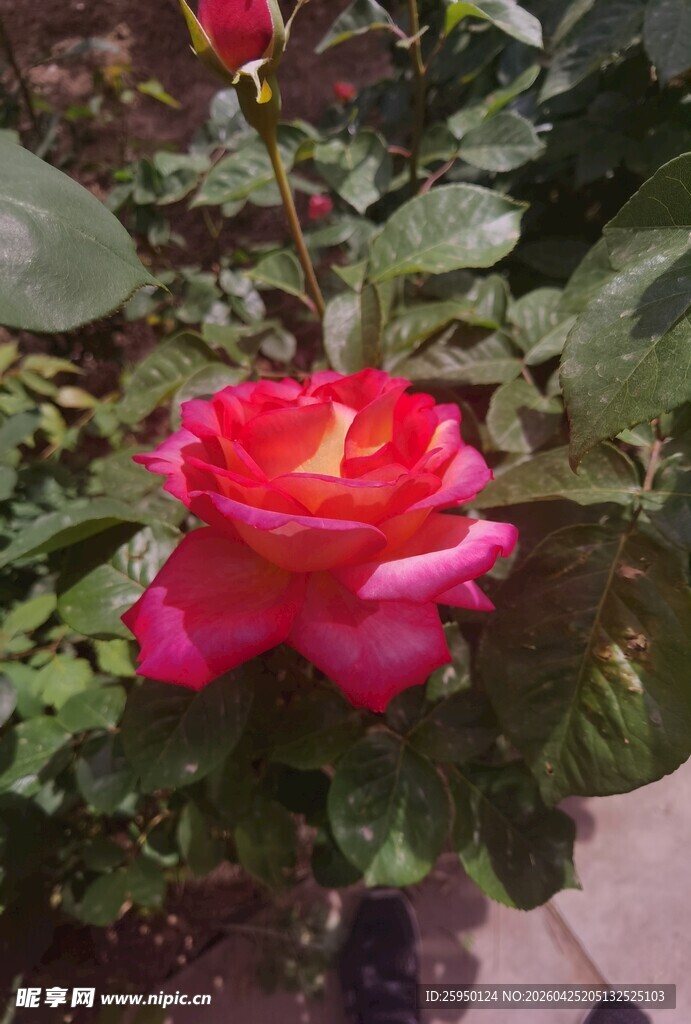 娇艳红玫瑰绽放