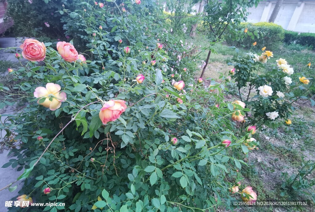盛开的多彩月季花
