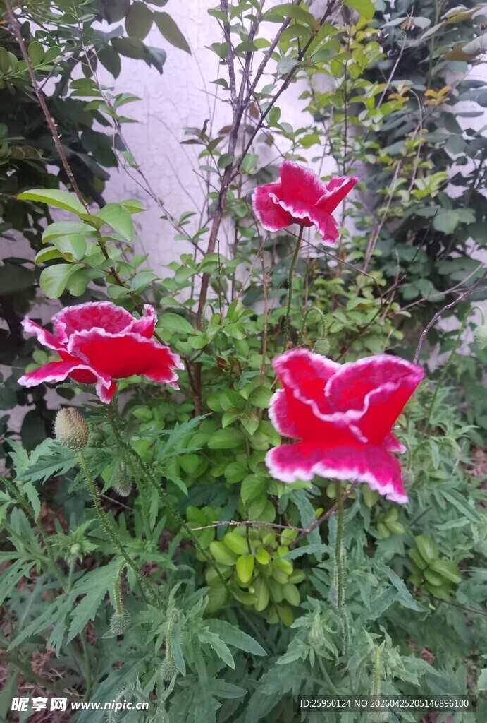 娇艳红花朵绽于绿叶间