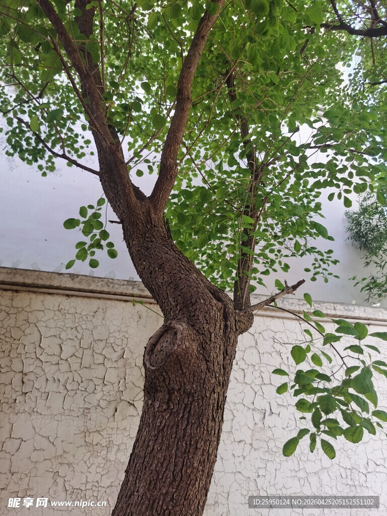 古老青树下的斑驳墙面