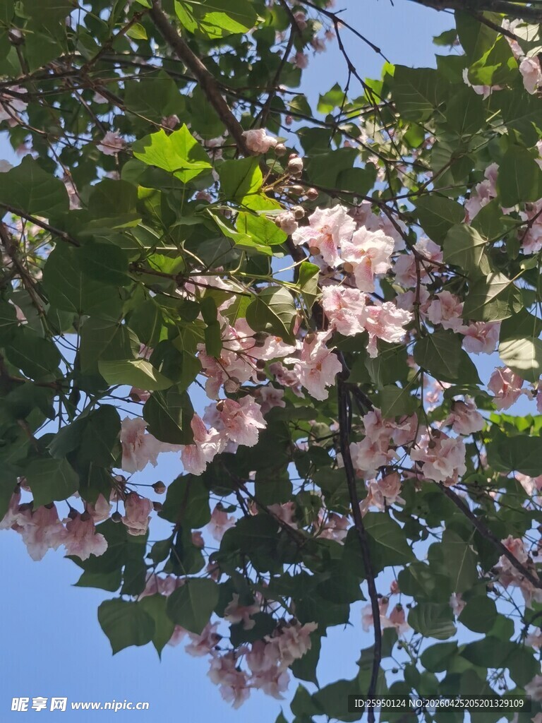 枝头繁花绽于蓝天之下