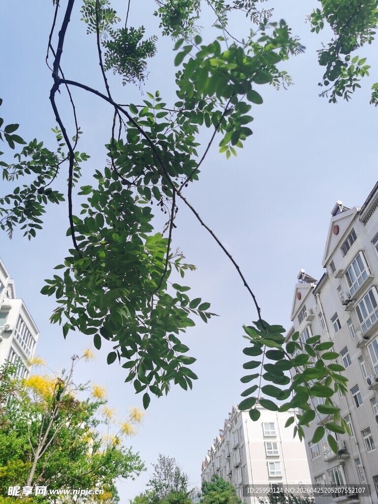 枝头绿叶映衬城市建筑