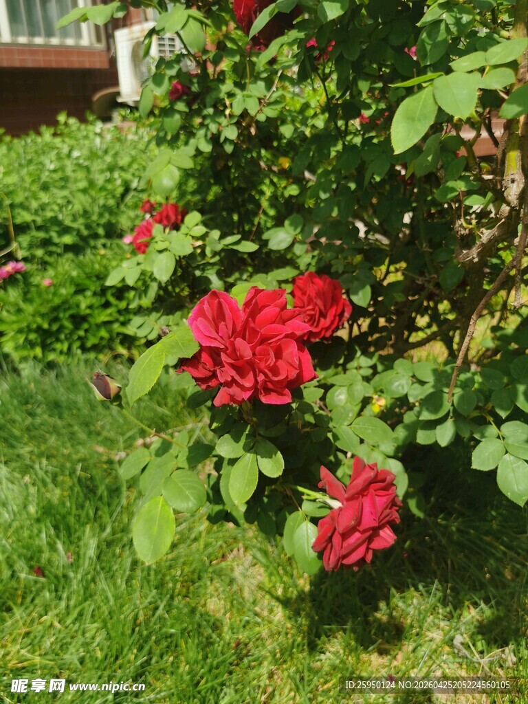 草地上绽放的鲜艳红玫瑰