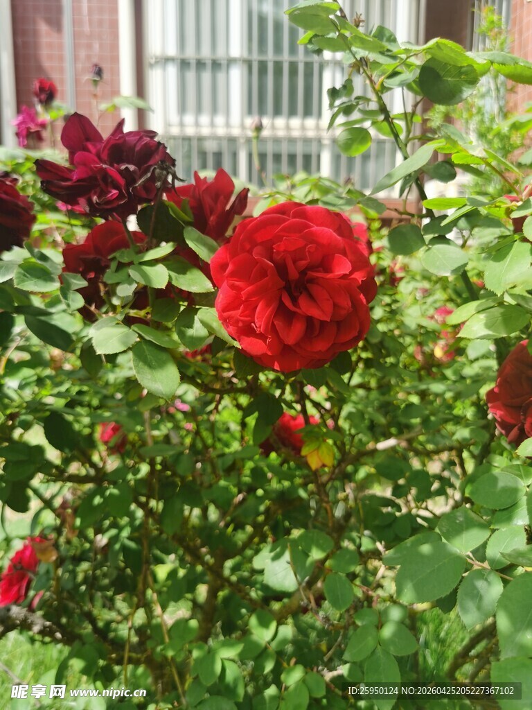 娇艳盛开的红月季花