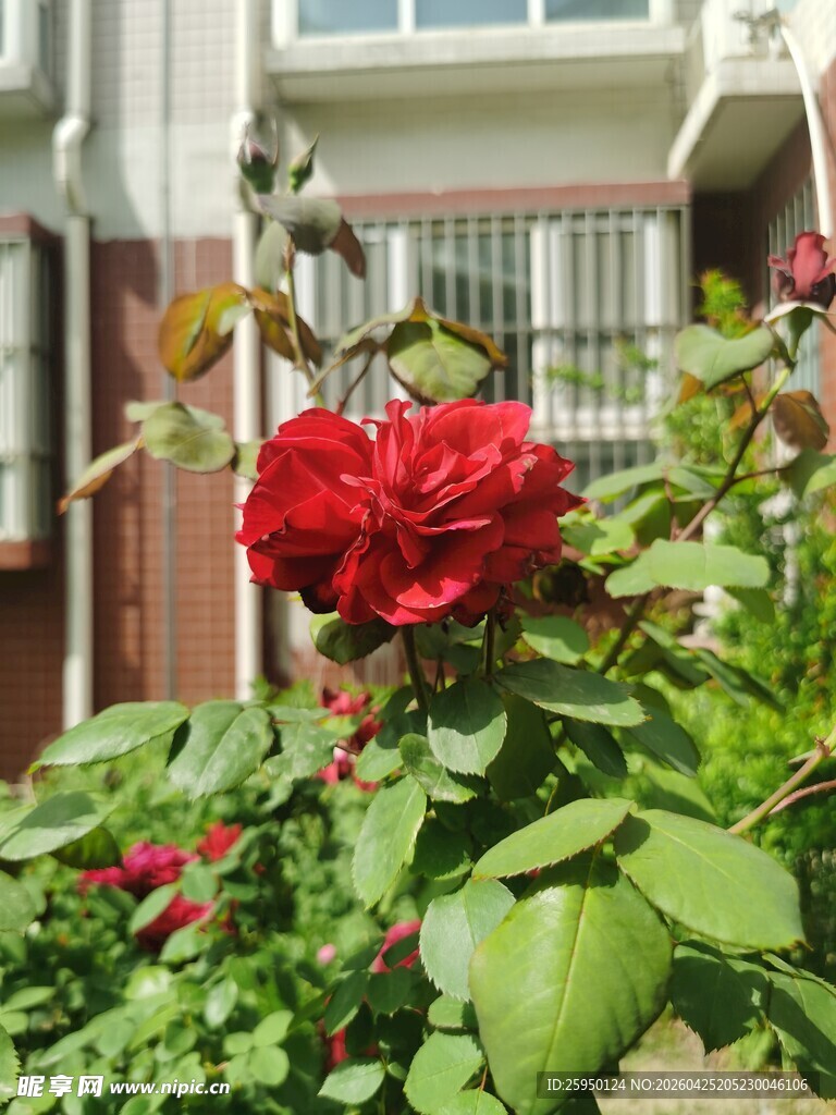 娇艳红玫瑰绽放于绿植间