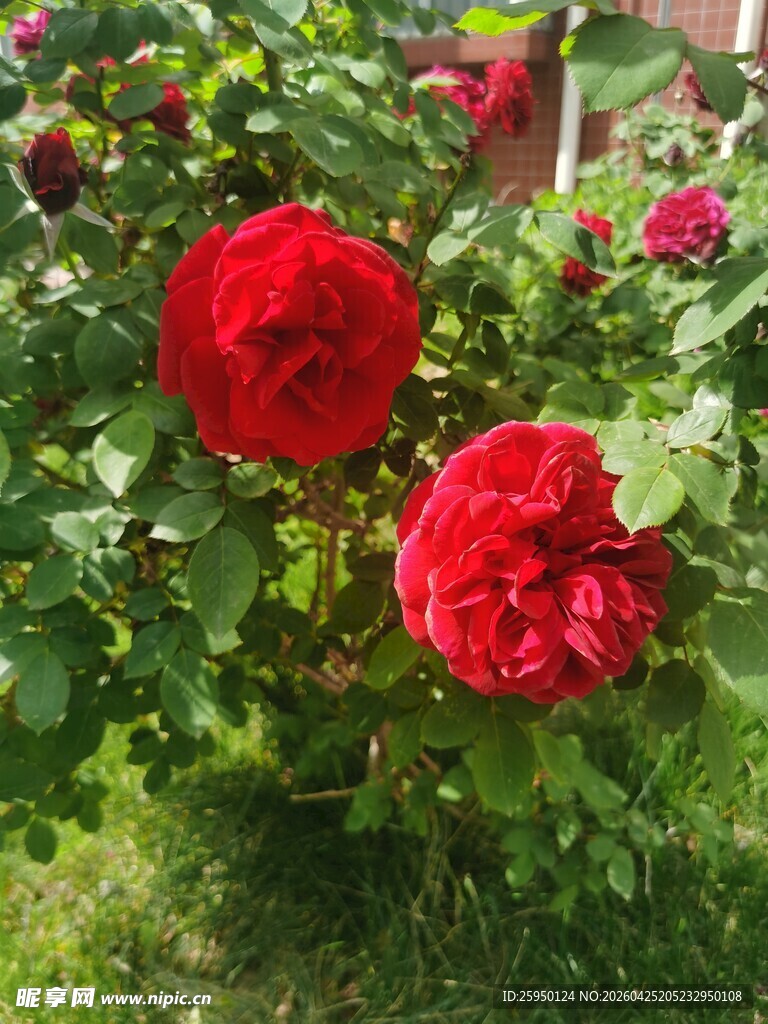 娇艳红玫瑰绽放于绿叶间