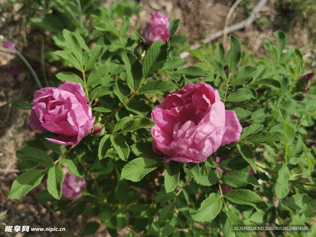 娇艳绽放的两朵粉色花