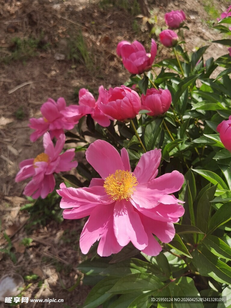 娇艳绽放的粉色芍药花