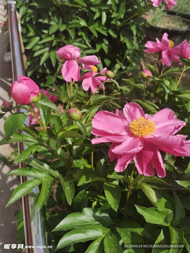 娇艳绽放的粉色芍药花