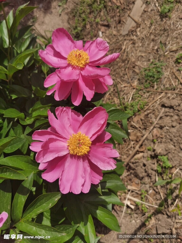 娇艳粉色花朵绽放