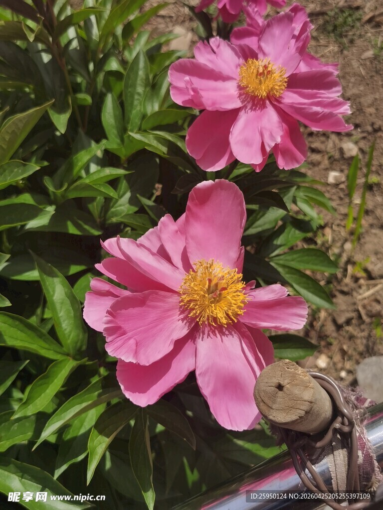 娇艳粉色芍药花绽放