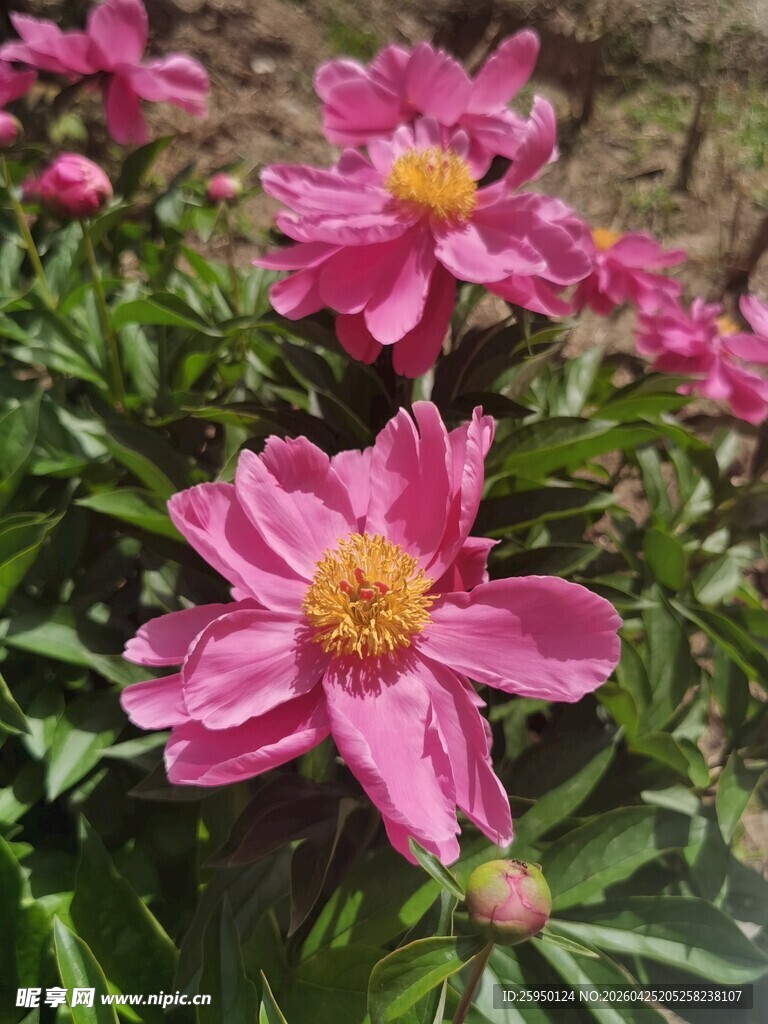 娇艳盛开的粉色芍药花