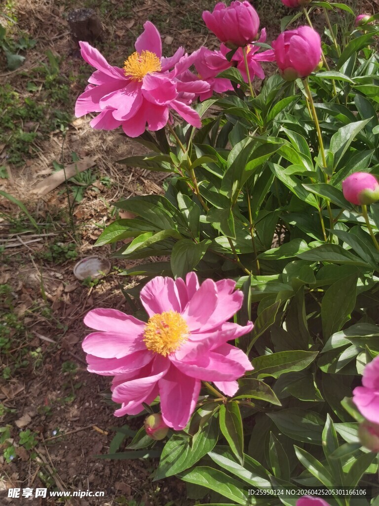 娇艳绽放的粉色芍药花