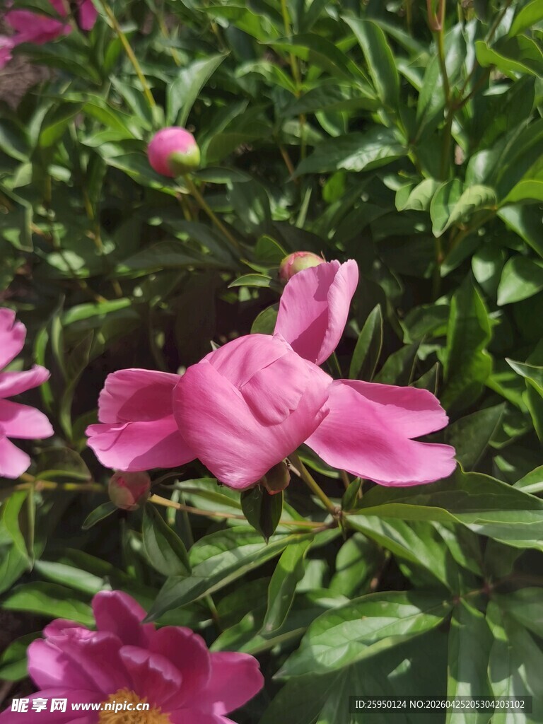 娇艳粉色花朵绽放绿叶间